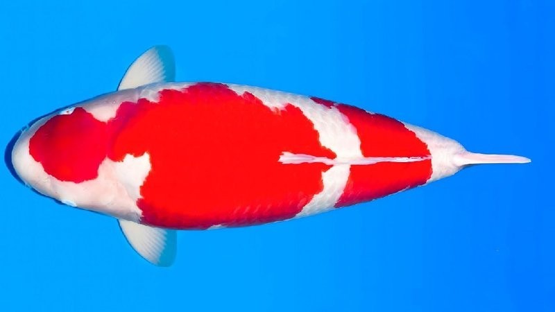 金龍魚冠軍視頻有哪些類型？ 金龍魚冠軍視頻有哪些類型？ 2025長城杯龍魚大賽 第12張
