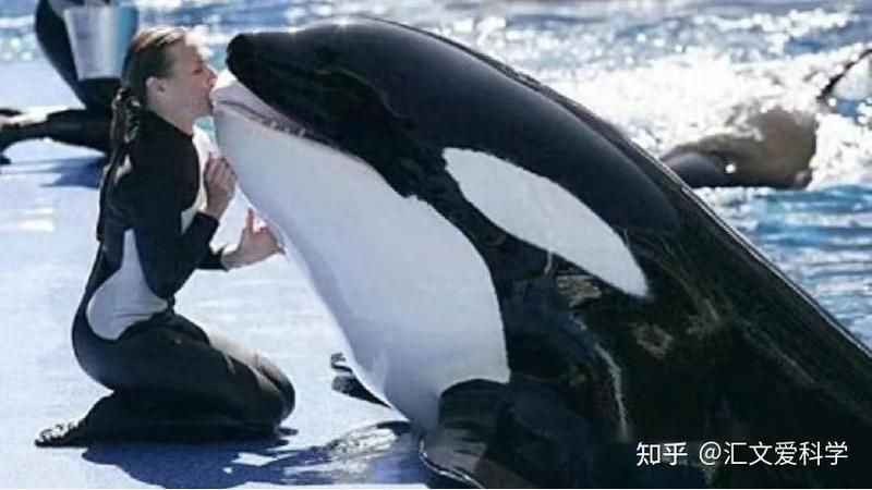虎鯨會救人嗎