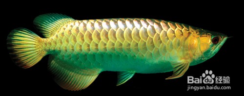 滄州渤海新區明亮水族店（滄州渤海新區明亮水族店電話） 滄州渤海新區明亮水族店（滄州渤海新區明亮水族店電話） 全國水族館企業名錄