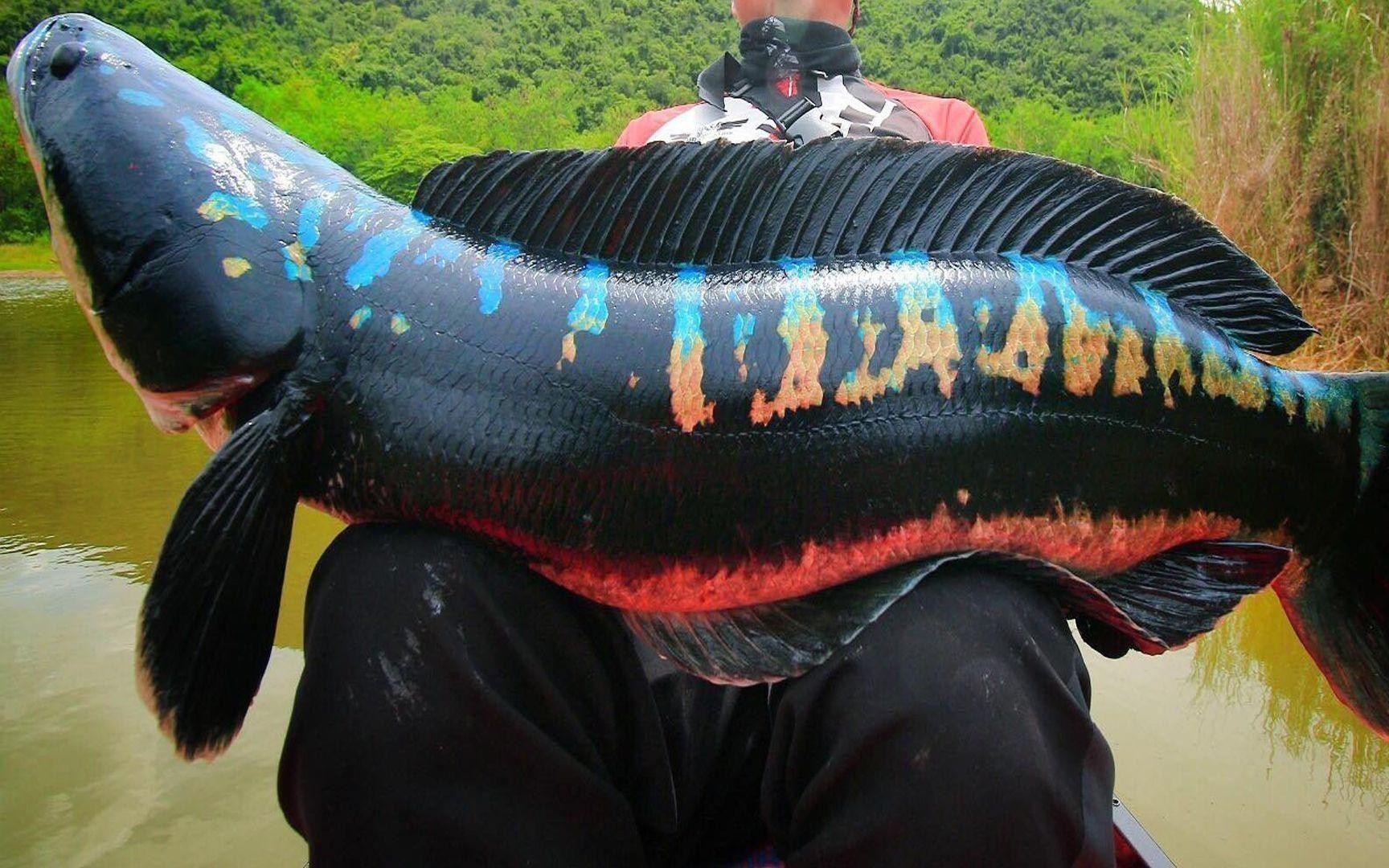 雷龍魚中哪些品種最兇猛？
