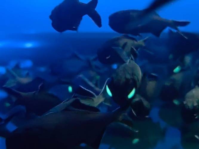 上海水族展2025 2025長城杯龍魚大賽 第2張 上海水族展2025 上海水族展2025 2025長城杯龍魚大賽 第2張
