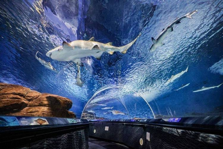 上海水族展2025 2025長城杯龍魚大賽 第6張 上海水族展2025 上海水族展2025 2025長城杯龍魚大賽 第6張