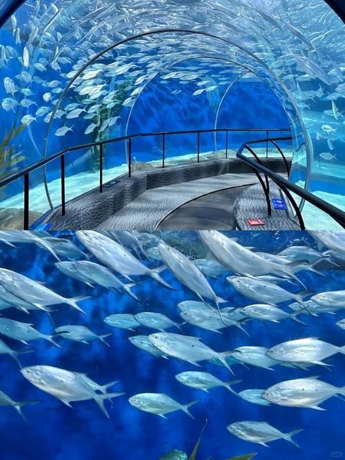 上海水族展2025 2025長城杯龍魚大賽 第7張 上海水族展2025 上海水族展2025 2025長城杯龍魚大賽 第7張