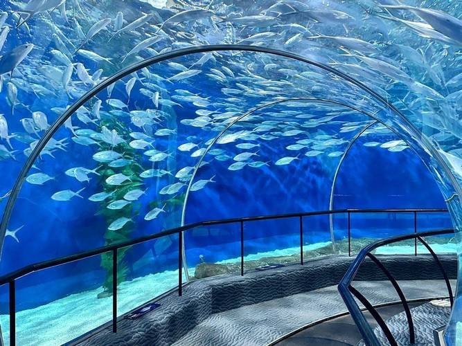 上海水族展2025 2025長城杯龍魚大賽 第4張 上海水族展2025 上海水族展2025 2025長城杯龍魚大賽 第4張