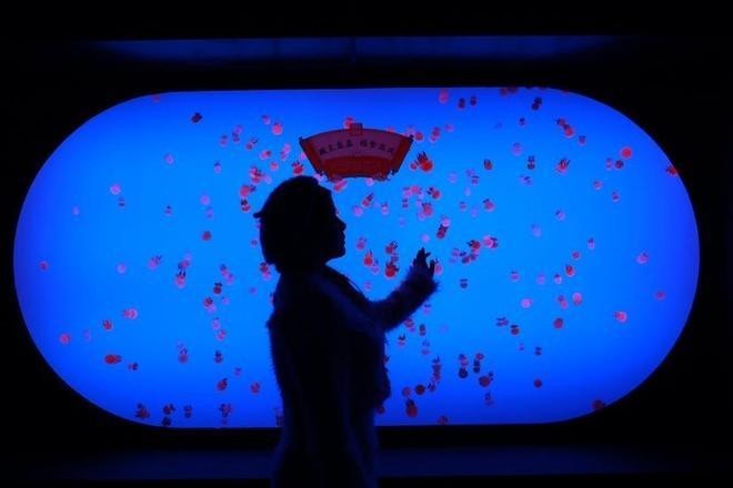 上海水族展2025 2025長城杯龍魚大賽 第9張 上海水族展2025 上海水族展2025 2025長城杯龍魚大賽 第9張