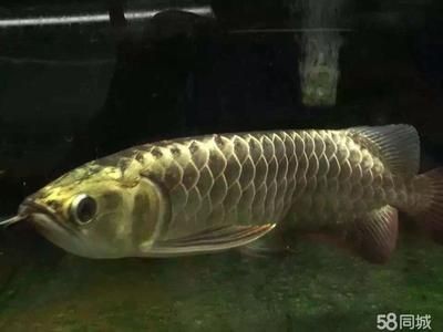 什么樣的紅龍魚最好看又好養的：世界上最好看的紅龍魚品種血紅龍以其鮮艷的紅色調而聞名