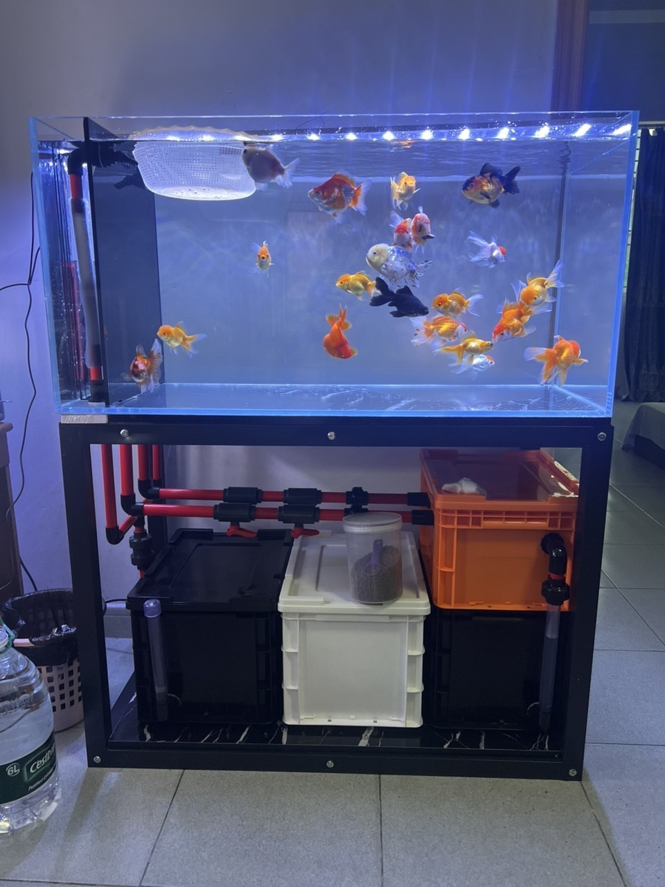 這算是空氣缸嗎？ 這算是空氣缸嗎？ 龍魚論壇