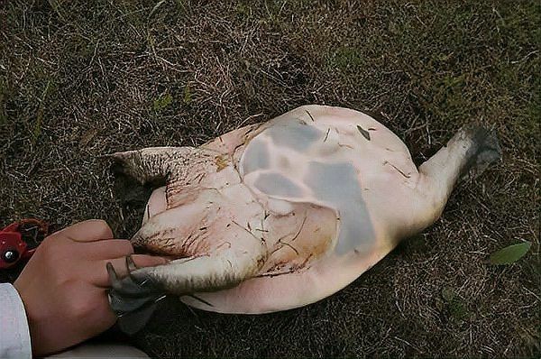 甲魚有牙齒嗎