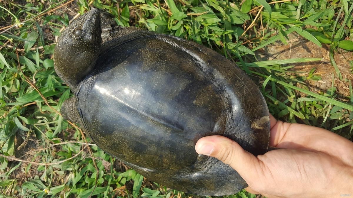 甲魚有牙齒嗎