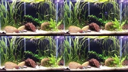 觀海水族魚缸養什么魚好：在觀海水族魚缸中養什么魚好