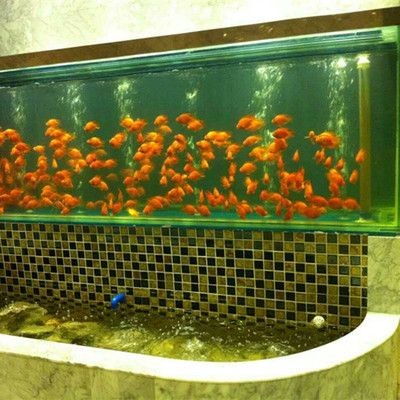 觀海水族魚缸養什么魚好：在觀海水族魚缸中養什么魚好