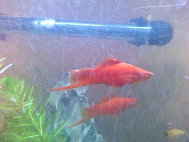 魚缸棉絮狀東西（魚缸中棉絮狀東西的出現(xiàn)可能由多種原因引起） 魚缸棉絮狀東西（魚缸中棉絮狀東西的出現(xiàn)可能由多種原因引起） 魚缸百科 第4張