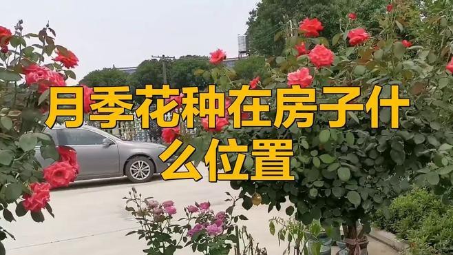 紅龍月季的最佳種植位置在哪里？