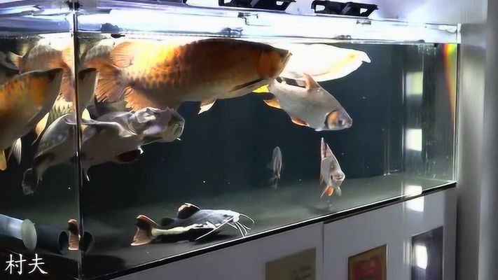 氧氣泵在魚(yú)缸中的作用：封閉式魚(yú)缸蓋在魚(yú)缸中的作用