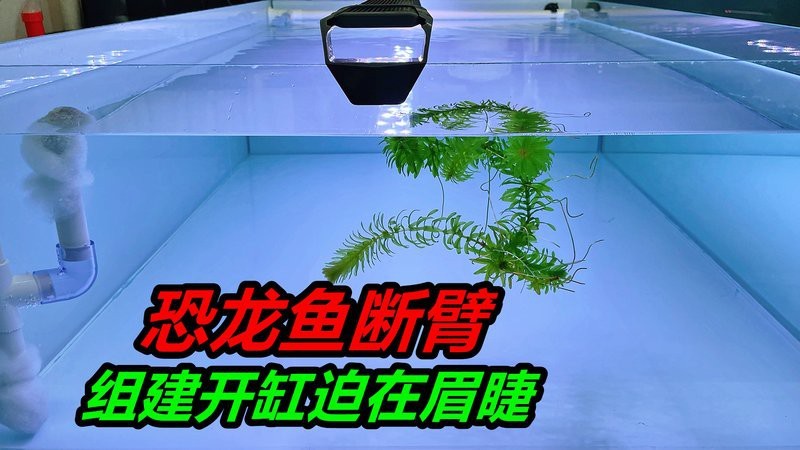 六角恐龍魚咬魚嗎