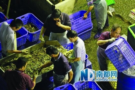 黃沙水產市場搬遷后，龍魚批發是否受影響？