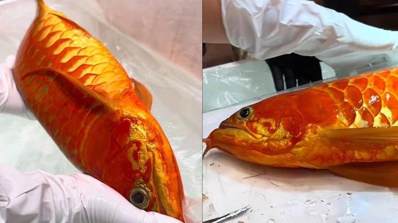 如何找到高清的龍魚冠軍視頻？