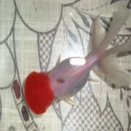 紅高頭金魚好養嗎 紅高頭金魚好養嗎 龍魚論壇 第6張