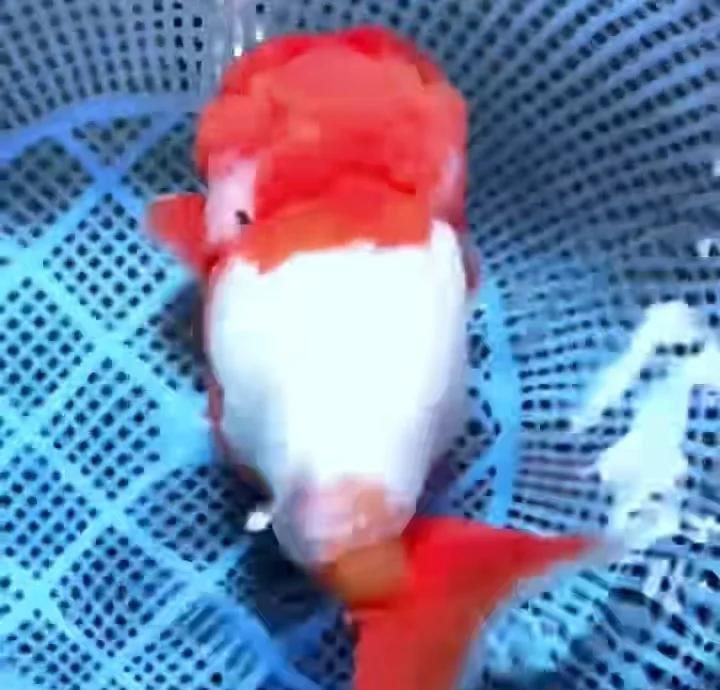 紅高頭金魚好養嗎 紅高頭金魚好養嗎 龍魚論壇 第13張