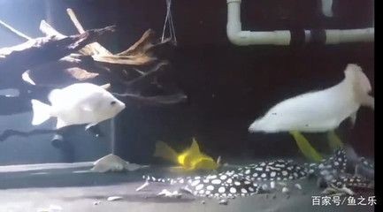 魚缸水質管理的藝術：魚缸換水的注意事項