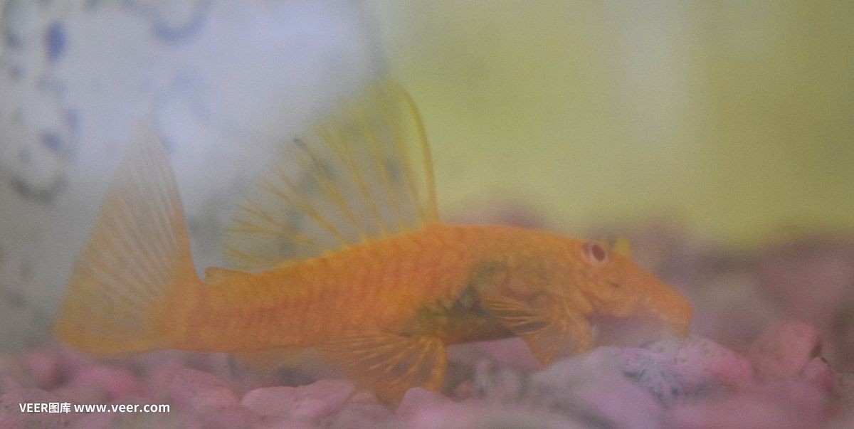 魚缸水質管理的藝術：魚缸換水的注意事項