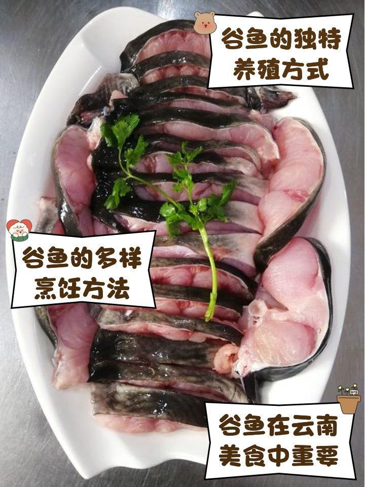 谷魚圖片真實大全 谷魚圖片真實大全 龍魚論壇 第5張