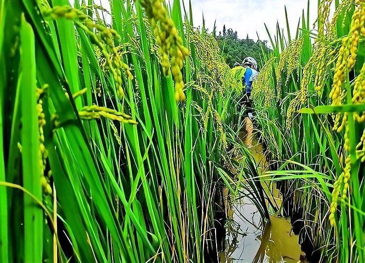 谷魚圖片真實大全 谷魚圖片真實大全 龍魚論壇 第3張