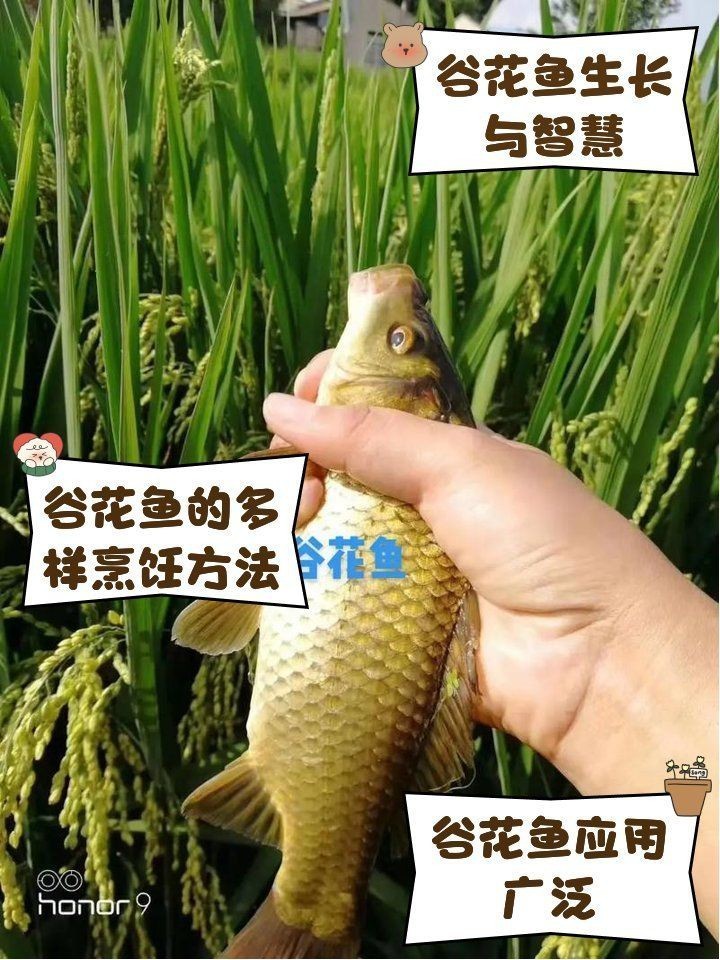 谷魚圖片真實大全 谷魚圖片真實大全 龍魚論壇 第6張