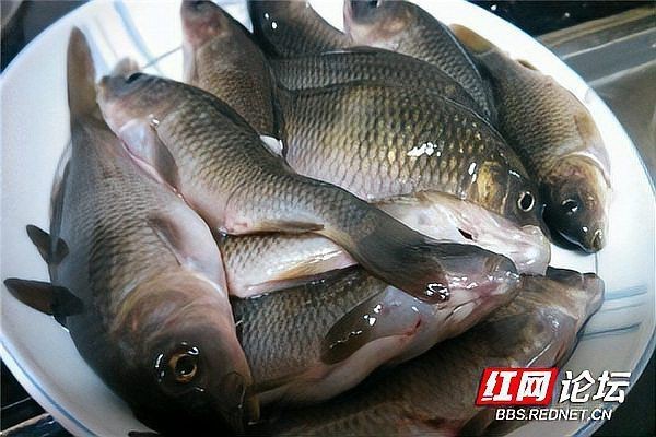 谷魚圖片真實大全 谷魚圖片真實大全 龍魚論壇 第10張
