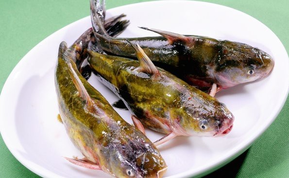 桂魚和鱸魚哪個好 桂魚和鱸魚哪個好 龍魚論壇 第7張