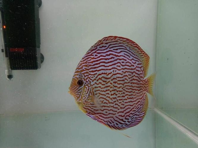 長城杯水族展會2024年時間表最新消息