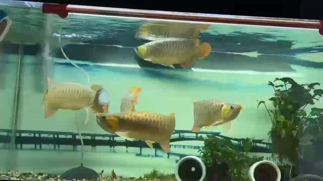 匆匆拍一個 匆匆拍一個 龍魚論壇
