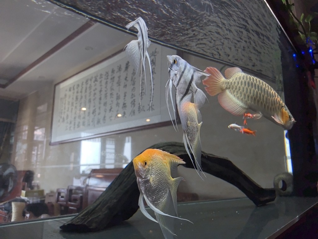 龍魚01官方正版有哪些合作商家，魚01官方正版有哪些合作商家？ 龍魚01官方正版有哪些合作商家，魚01官方正版有哪些合作商家？ 龍魚百科 第1張