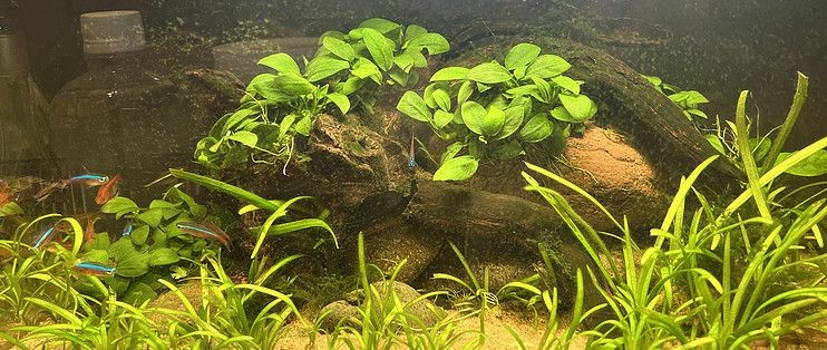 小米魚缸兩棲版怎么樣：小米魚缸兩棲版價格對比小米魚缸兩棲版價格對比