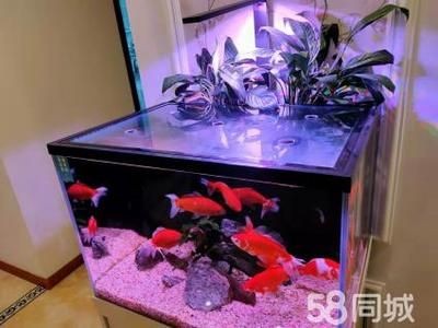 魚缸濾材更換頻率指南：關于魚缸濾材的更換