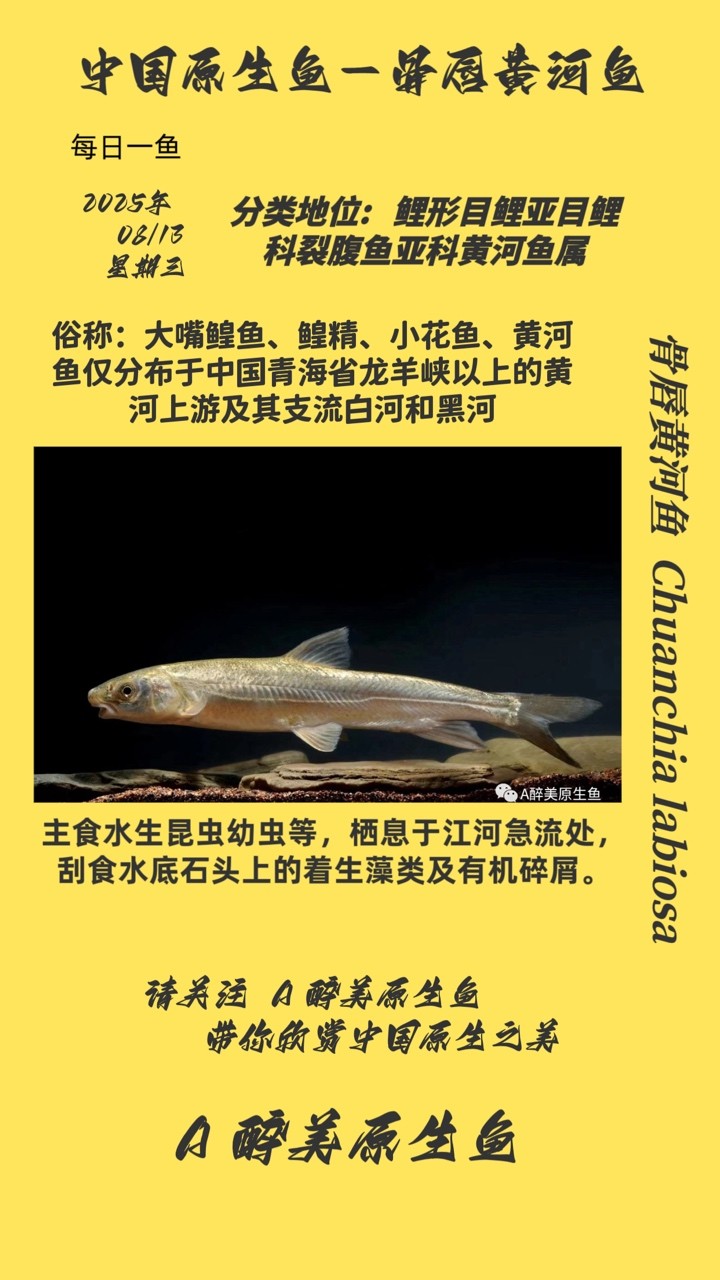 魚缸造景先放沙還是先放水(魚缸造景先鋪沙還是先放石頭) 骨唇黃河魚 龍魚論壇 骨唇黃河魚 骨唇黃河魚 龍魚論壇