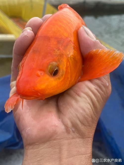 紅錦鯉魚(yú)圖片