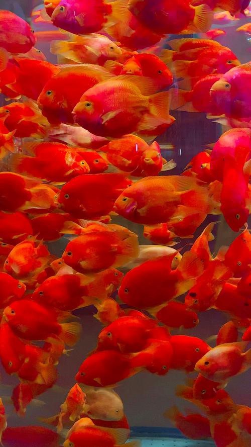 紅錦鯉魚(yú)圖片