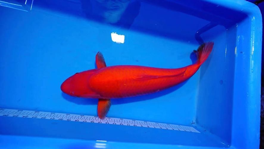 紅錦鯉魚(yú)圖片
