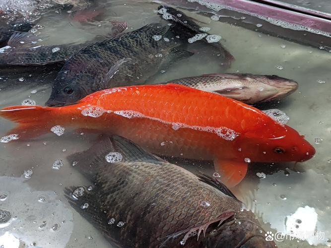 紅錦鯉魚(yú)圖片