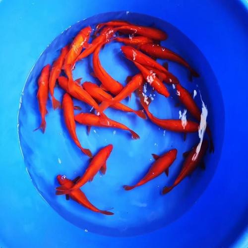紅錦鯉魚(yú)圖片