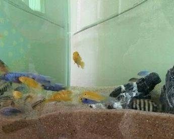 龍魚能和三湖鯛魚一起養嗎（龍魚與三湖慈鯛混養存在一定的風險和挑戰）