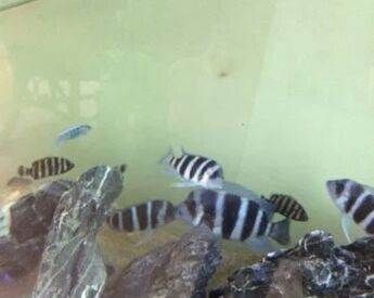 龍魚能和三湖鯛魚一起養嗎（龍魚與三湖慈鯛混養存在一定的風險和挑戰）