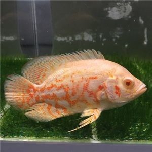 龍魚能和三湖鯛魚一起養嗎（龍魚與三湖慈鯛混養存在一定的風險和挑戰）