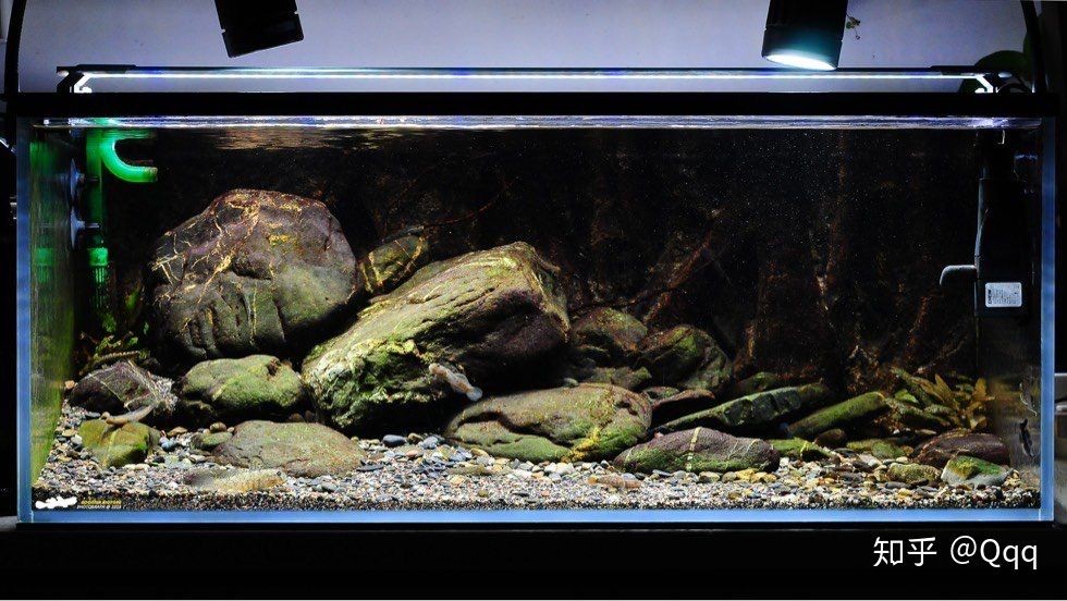 養銀龍魚需要的魚缸設備主要包括以下幾個方面以下幾個方面：養銀龍需要魚缸里的什么設備