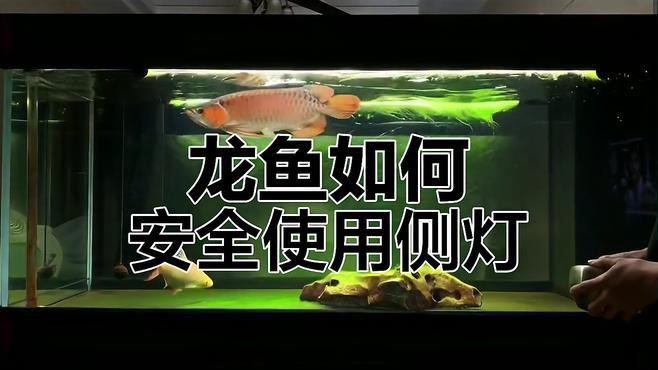 龍魚燈應該多久換一次