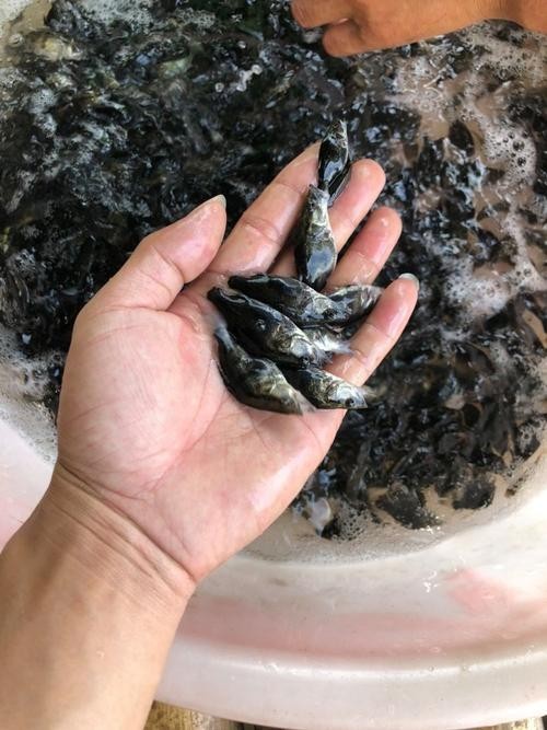 能推薦幾張高殺氣的龍圖嗎？ 能推薦幾張高殺氣的龍圖嗎？ 龍魚論壇 第4張