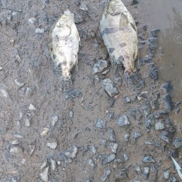 能推薦幾張高殺氣的龍圖嗎？ 能推薦幾張高殺氣的龍圖嗎？ 龍魚論壇 第9張