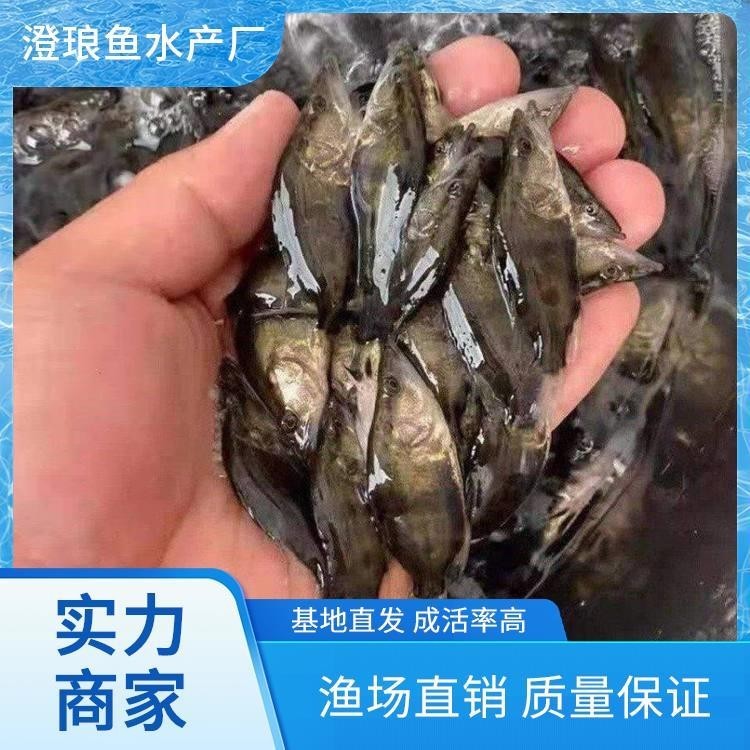 能推薦幾張高殺氣的龍圖嗎？ 能推薦幾張高殺氣的龍圖嗎？ 龍魚論壇 第7張