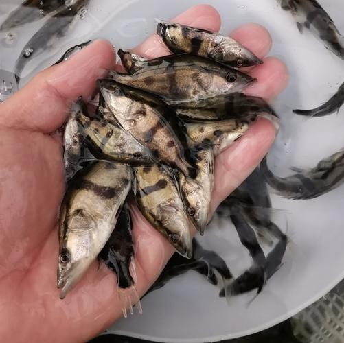 能推薦幾張高殺氣的龍圖嗎？ 能推薦幾張高殺氣的龍圖嗎？ 龍魚論壇 第1張